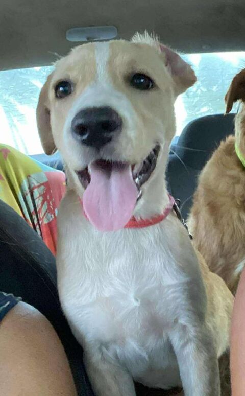 Tyna, femelle X croiser berger , n&eacute;e le 15/08/2025 300 37000 Tours