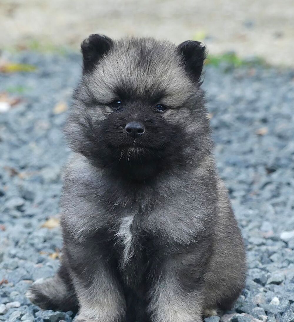   Chiots Spitz loup LOF  