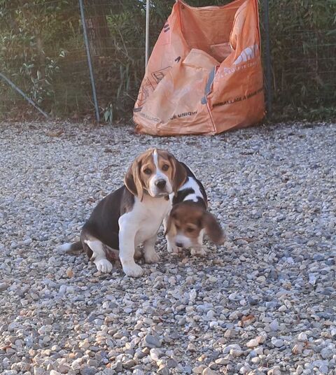 Beagle Chiots LOF 600 47000 Agen