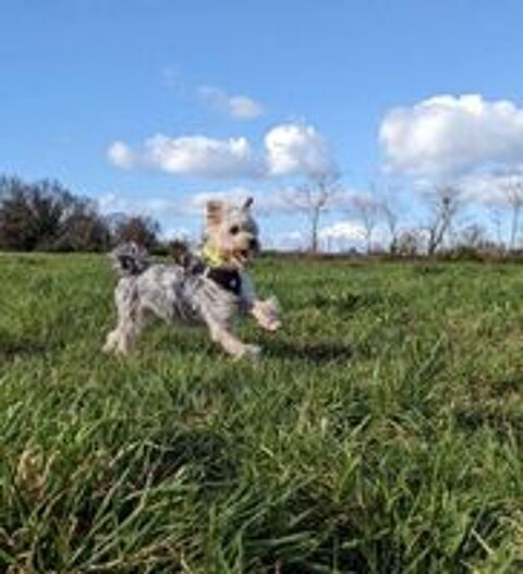   KASSAN, adorable crois Yorkshire et Fox Terrier  adopter via l'association UMA  