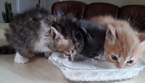 MAGNIFIQUES CHATONS DE COMPAGNIE POILS LONGS 280 82390 Durfort-lacapelette