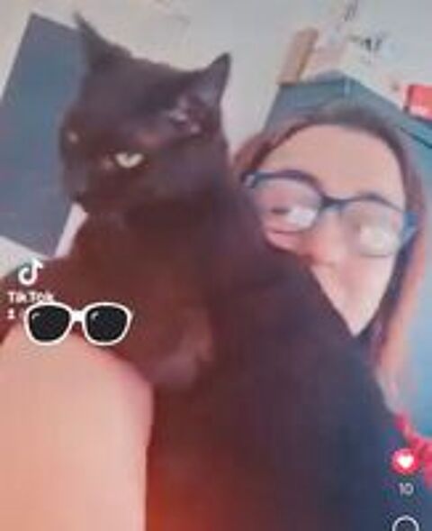   J ai perdu mon chat noir 