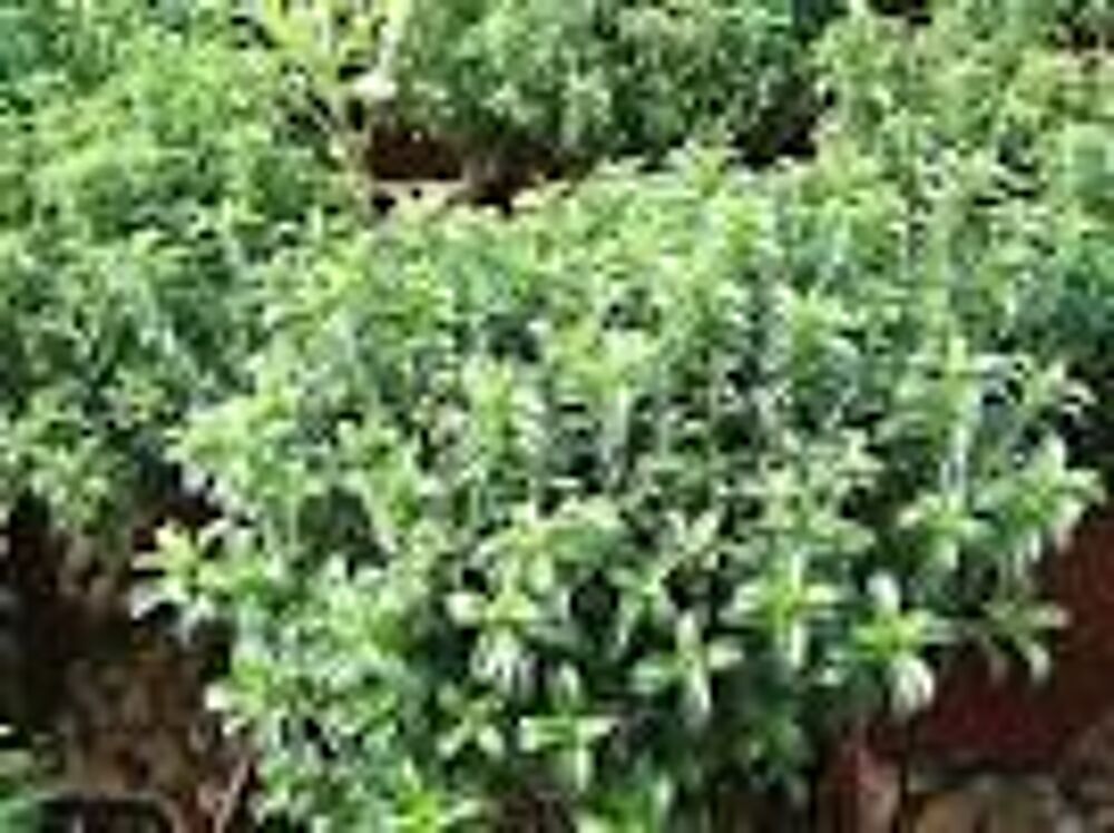2 plants de sarriette Jardin
