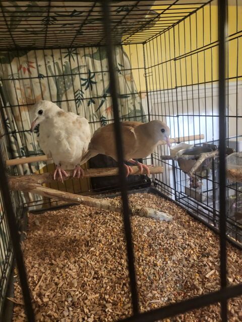 Tourterelles rieuse femelles 20 91150 �tampes