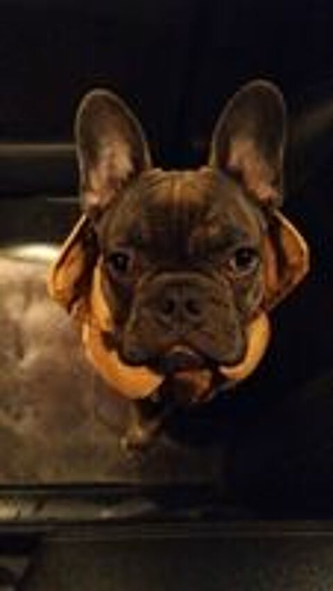   Saillie Bouledogue francais  