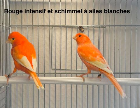 Tr&egrave;s Belles S&eacute;lections De Canaris Couleurs, Chants, Postures 59 94450 Limeil-br�vannes