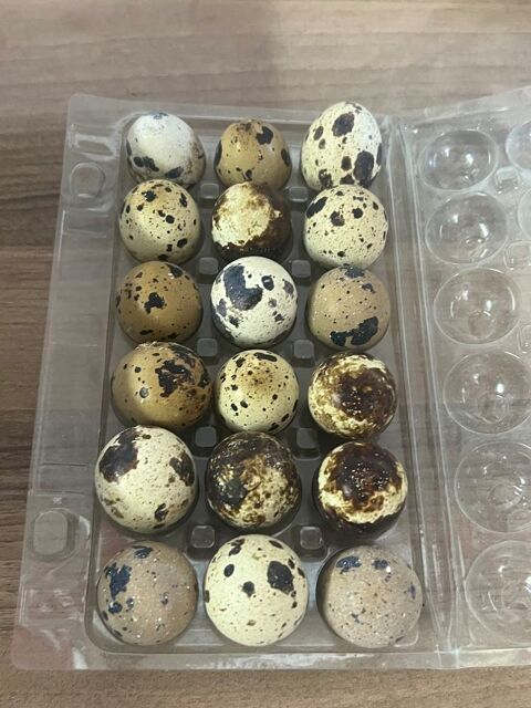 Oeufs de cailles japonaises f&eacute;cond&eacute;s 5 68700 Aspach-le-haut
