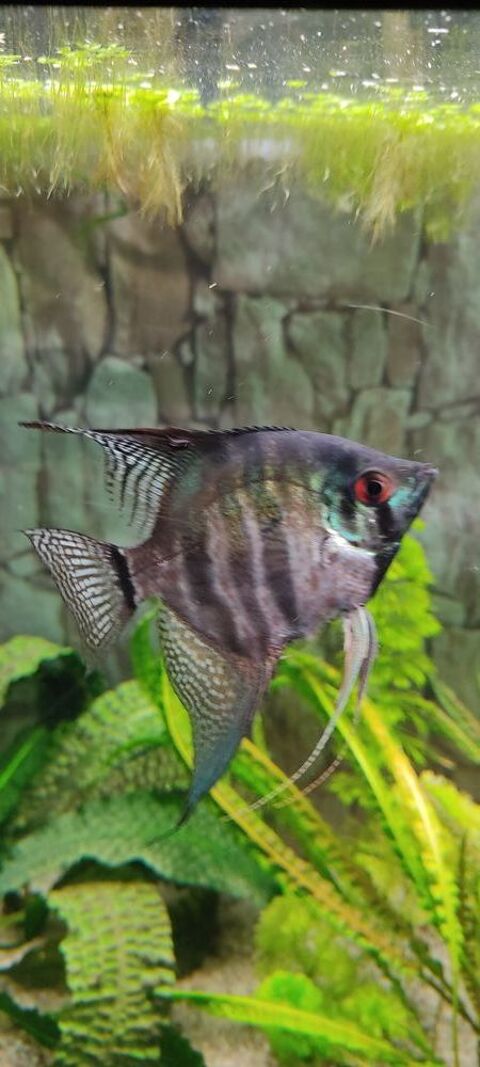 Jeunes scalaires 0 38500 Voiron