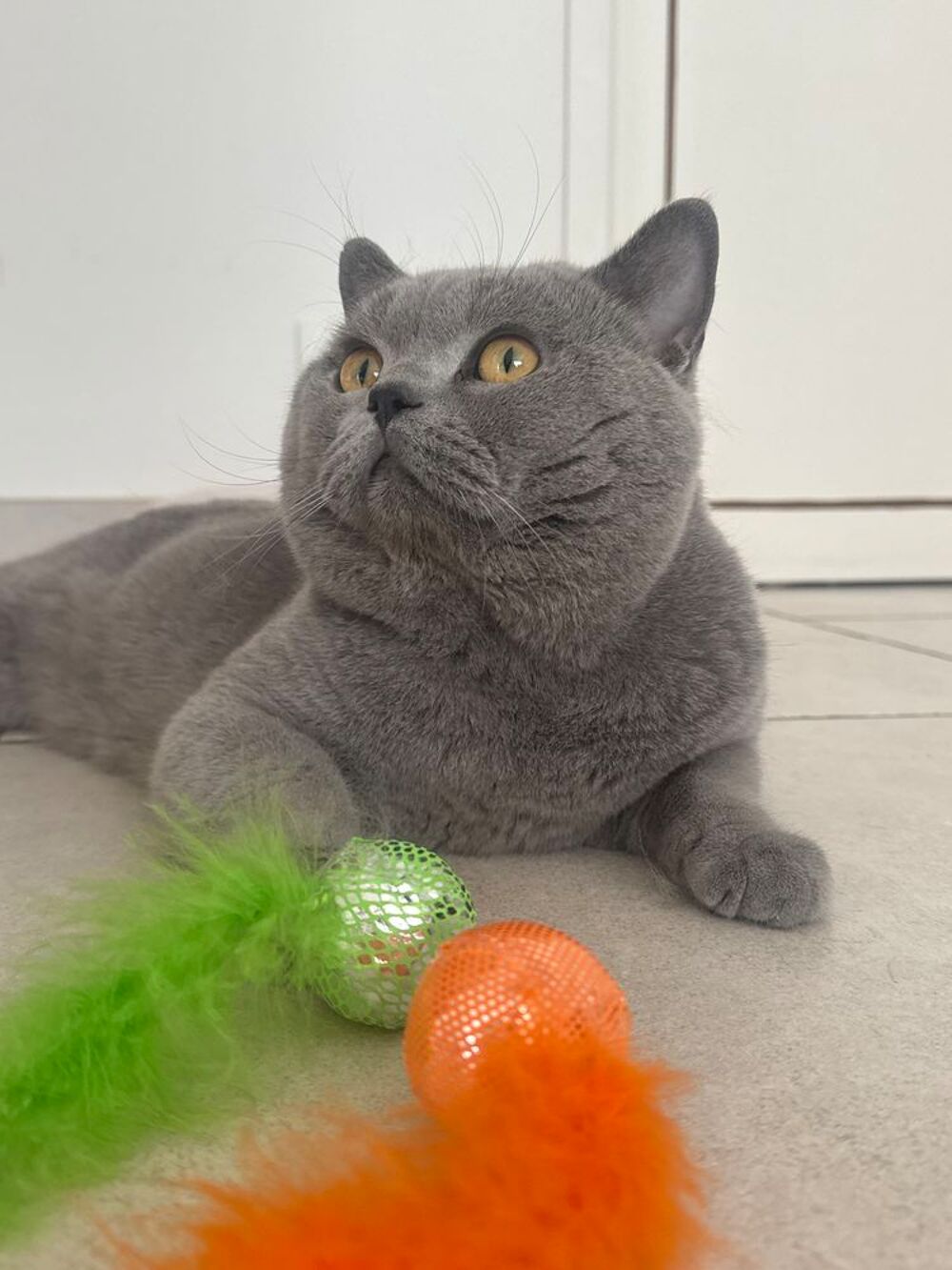   Étalon Male British shorthair LOOF disponible pour Saillie 
