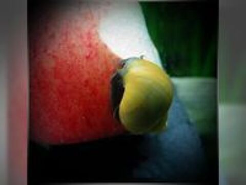   Escargot Ampularia un Aquarium d'eau douce. 