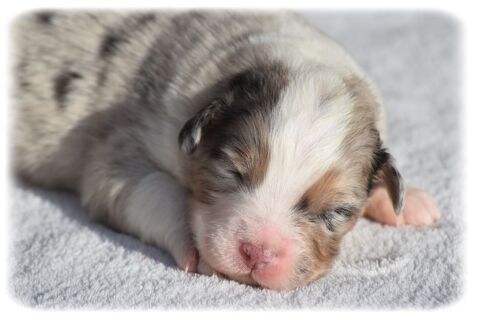 Chiots Bergers Australiens LOF  1500 74930 Arbusigny