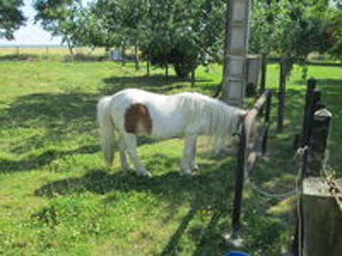   donne ponette shetland 
