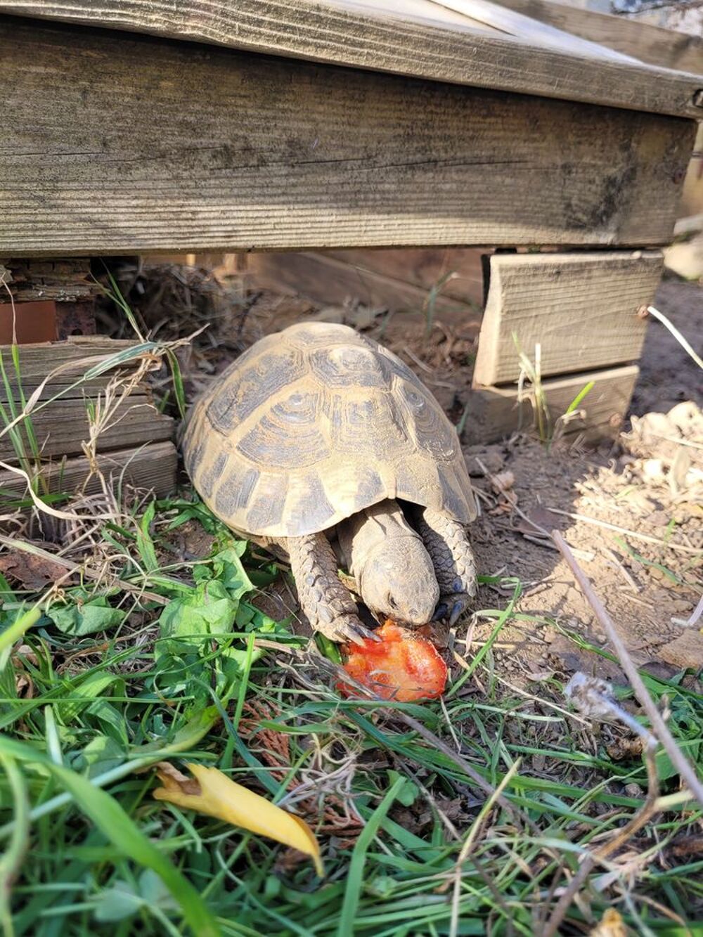   Tortue H femelle 