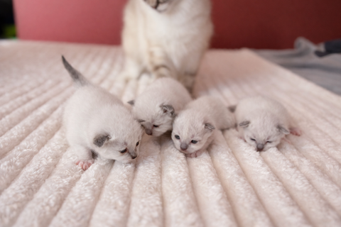 &Agrave; r&eacute;server ? 4 chatons Sacr&eacute; de Birmanie LOOF ?? 1100 27350 Brestot