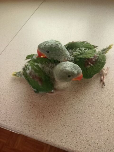 Perroquet perruche grand Alexandre 500 84120 Pertuis