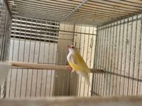   Diamant de gould 
