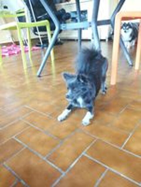   Vend chiot femelle pomchi VOUS POUVEZ FAIRE UNE PROPOSITION  