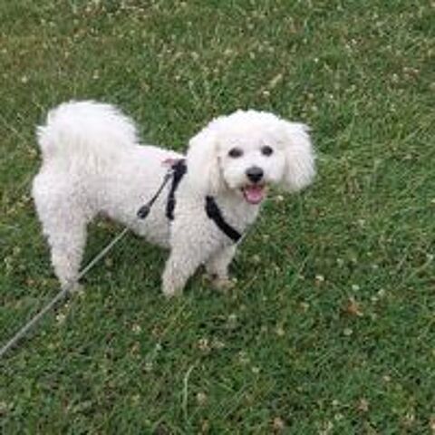   Saillie bichon frisé 