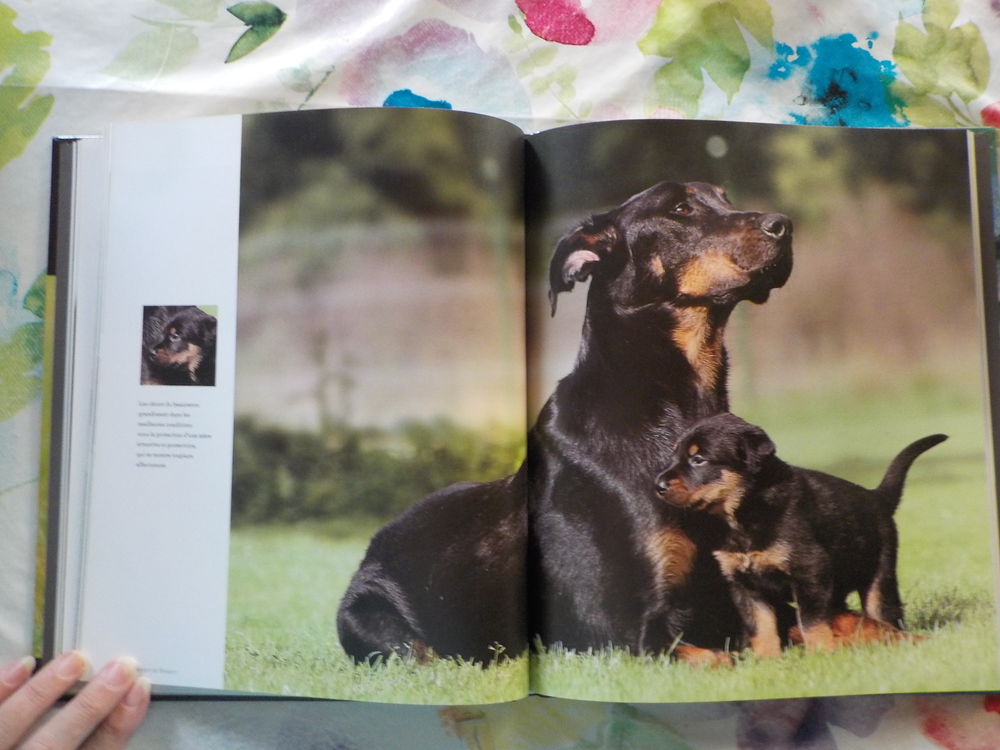 CHIENS DE BERGER Les chiens La grande encyclop&eacute;die visuelle Livres et BD