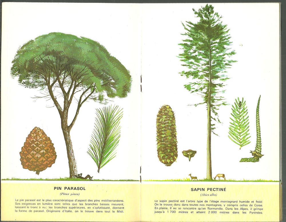 Guide des arbres de France - S&eacute;lection du Reader's Digest Livres et BD