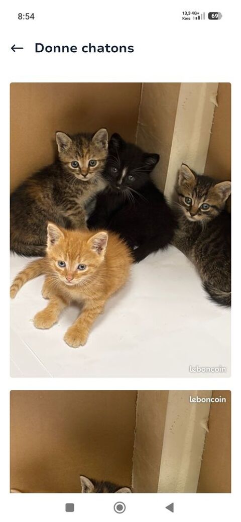 A donner chaton male 0 17500 Saint-germain-de-lusignan