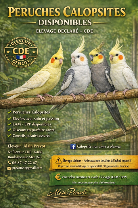 Calopsites 0 62200 Boulogne-sur-mer