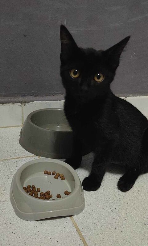 Astrée, femelle, chat européen, née le 25/01/2025 200 94000 Crteil