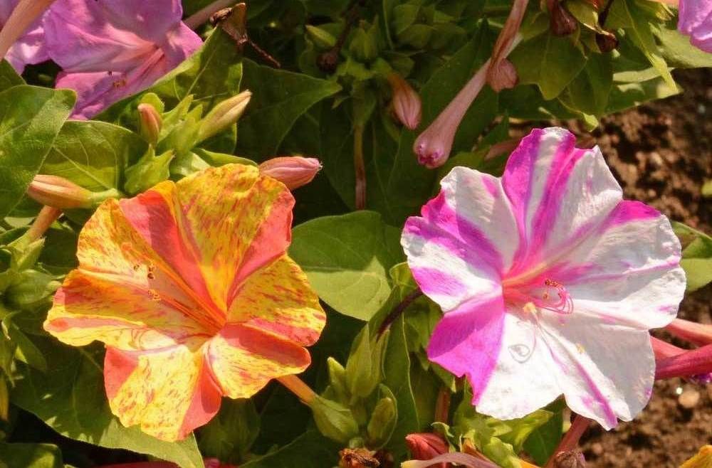 Lot de Graines de vivaces stimulent la biodiversit&eacute; ! Jardin