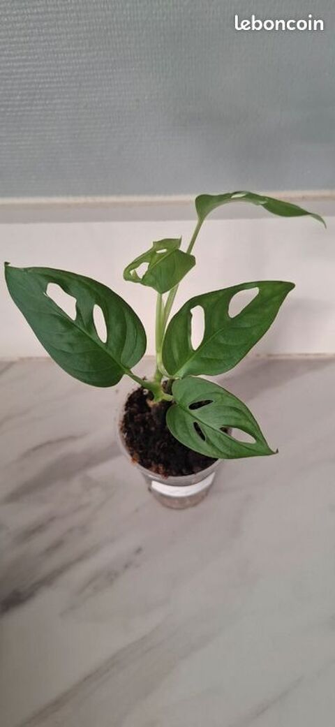 Monstera adansonii bouture 71 Clermont-Ferrand (63)