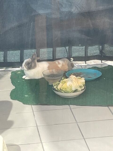 Don de lapin 0 93120 La courneuve