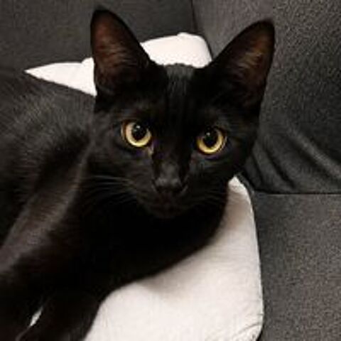   Zeek - chatonne sociable 