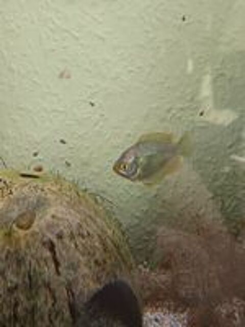   Poisson gourami nain femelle. 
