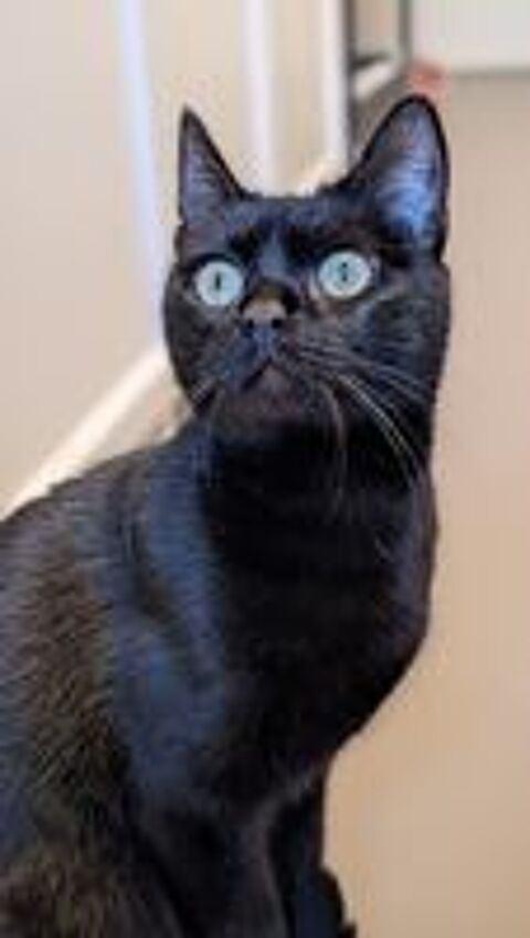   Ama jeune chatte noire en quête d'un foyer 