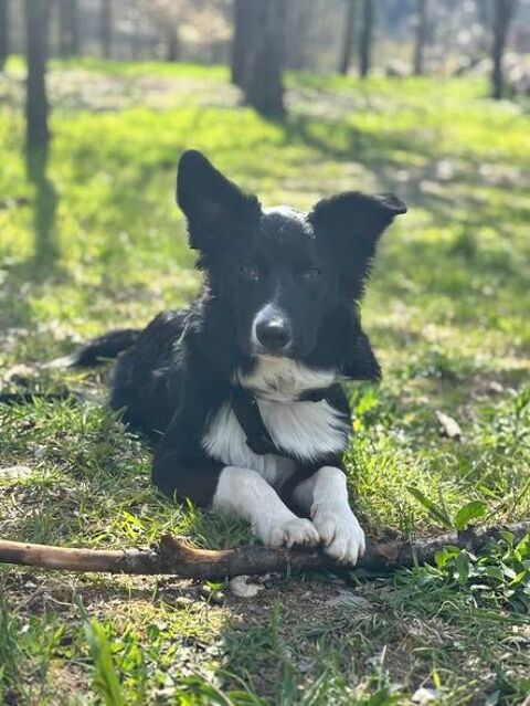 Chien AYKO &agrave; l adoption 300 07380 Lalevade-d'ard�che