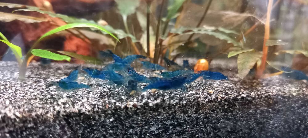 crevettes Neocaridina Davidi Jardin