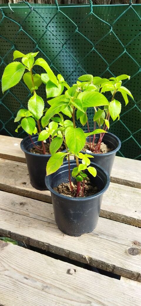 POTS DE BALSAMINES ROSES 1 Elbeuf (76)