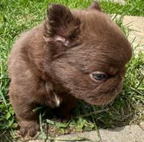   Chiot bouledogue français fluffy  