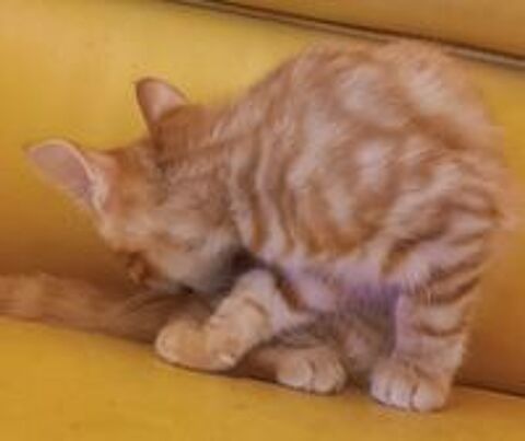   Donne petit chaton femelle 3 mois 