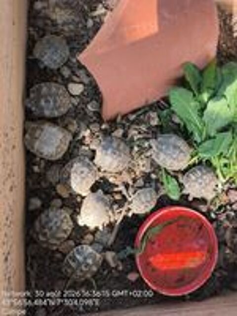   Tortue de terre 