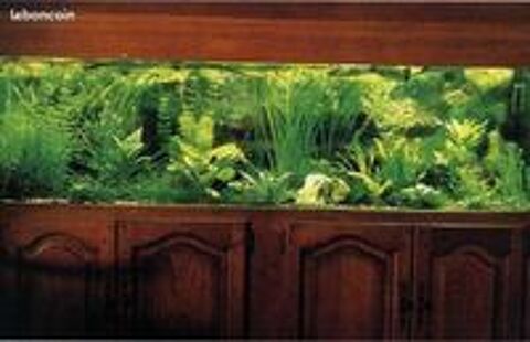   GUPPYS PLATYS MOLLY XYPHOS CREVETTES 