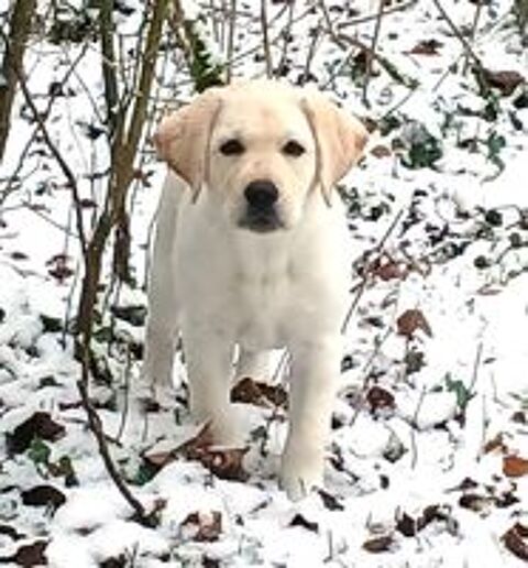   chiots Labrador LOF 
