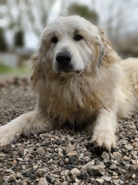 Montagne des Pyrénées dit patou 200 34130 Lansargues