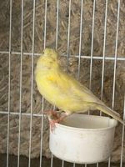   Canari jaune 