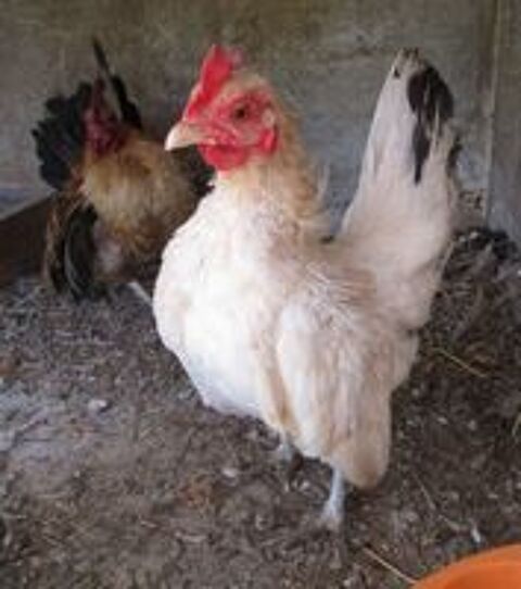   poule serama 