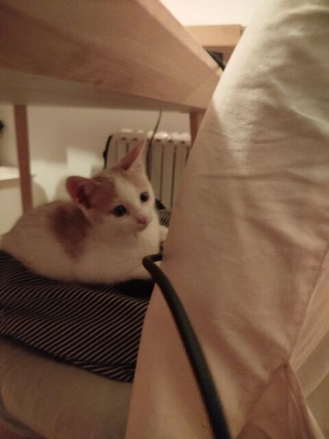 Chaton &agrave; adopter sur Toulouse  0 31400 Toulouse