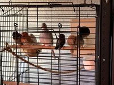   Moineau de Japon  