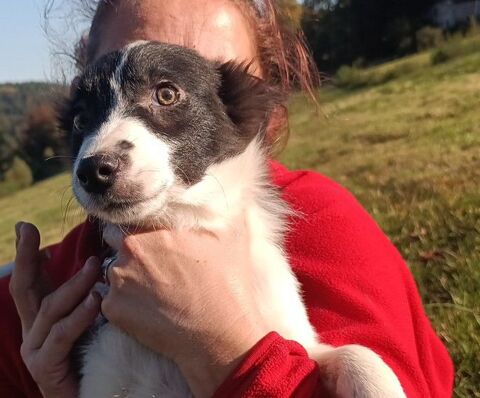 Chiot border collie 800 88530 Le tholy