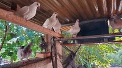   Pigeons pour élevage familial.  