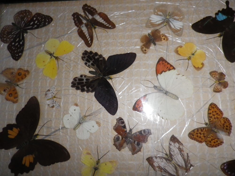 Tableau de 20 papillons naturalis&eacute;s, collection d'entomologi Décoration