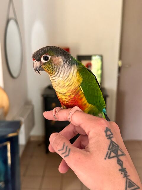 Conure de molinae 95640 Marines